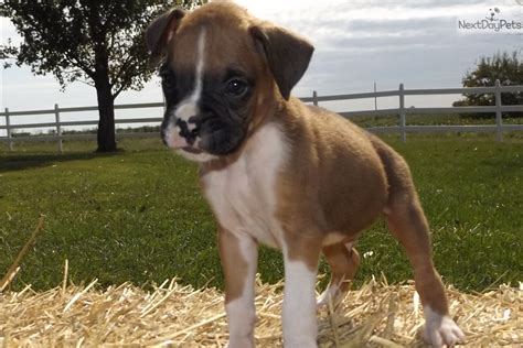 7 boxer mix puppies $10 (blanchard) pic hide this posting restore restore this posting. Boxer puppy for sale near Kansas City, Missouri. | 577d381d-34a1