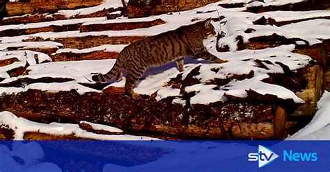 Rare And Elusive Wildcat Kittens Caught On Camera Near Angus Glens By