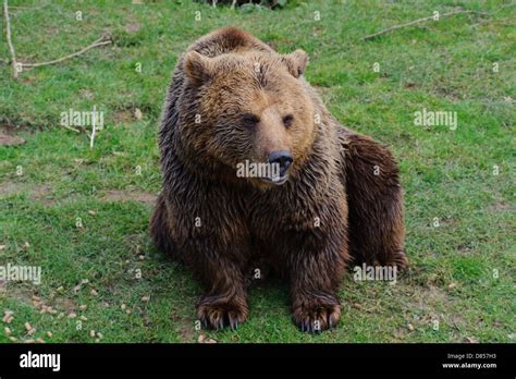 Brown Bear Sitting On Green Grass Stock Photo Alamy