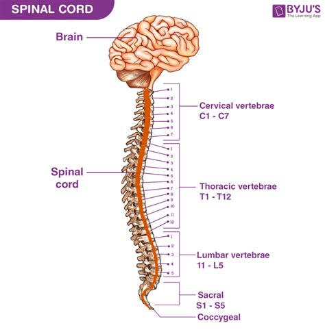 Spinal Cord Diagram With Detailed Illustrations And Clear Labels