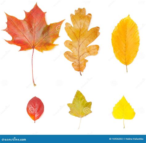 Collection Of Different Leaves Stock Photo Image Of Nature Organic