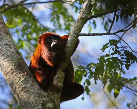Red Howler Monkey Facts Diet Habitat And Pictures On Animaliabio