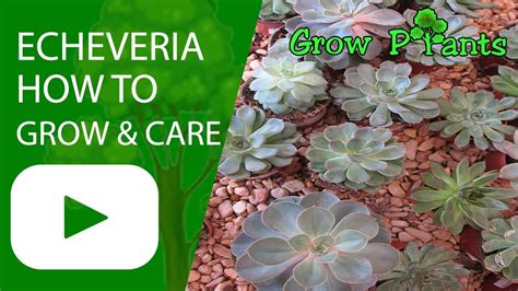 Echeveria Plant How To Grow And Care Youtube
