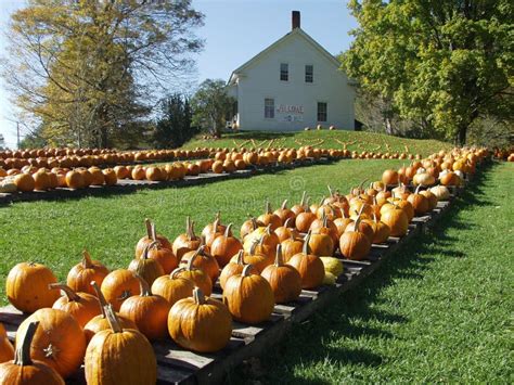 179 Autumn Vermont Pumpkin Stock Photos Free And Royalty Free Stock