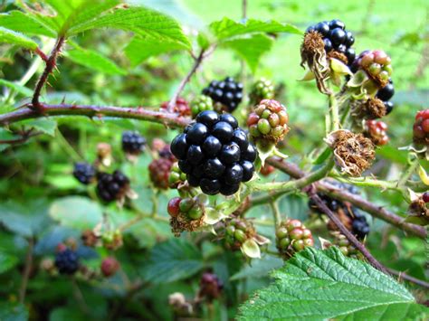 Free Images Branch Berry Sweet Flower Ripe Food Produce Black Blackberry Shrub