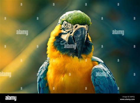 Portrait Of A Parrot Stock Photo Alamy