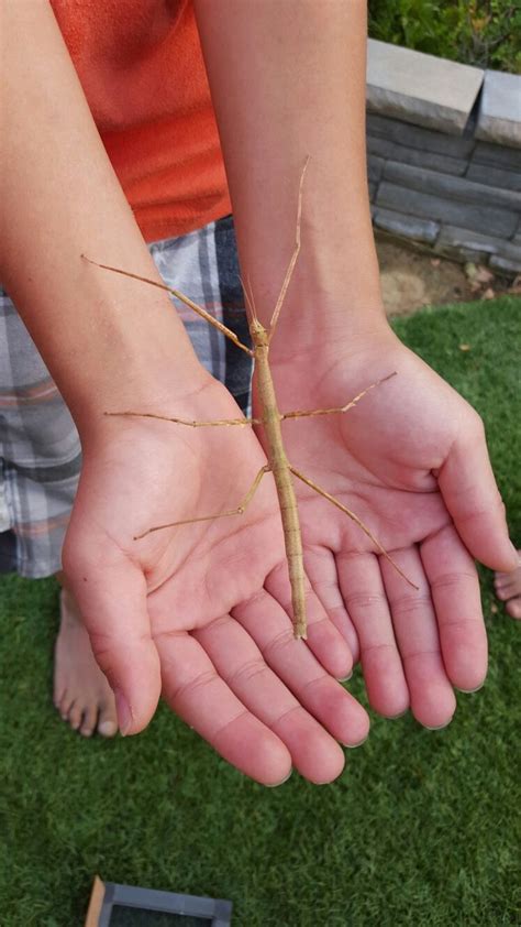 Stick Bug Science And Nature Stick Bug Animals And Pets