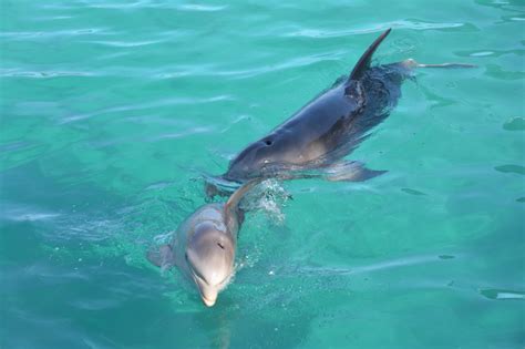 Dsc0140 Dolphin Encounters
