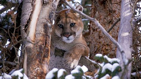 Are they really mountain lions? BBC Two - Natural World, 2015-2016, Mountain Lions: Big ...