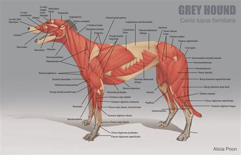 Dog Muscular Anatomy Anatomical Charts And Posters