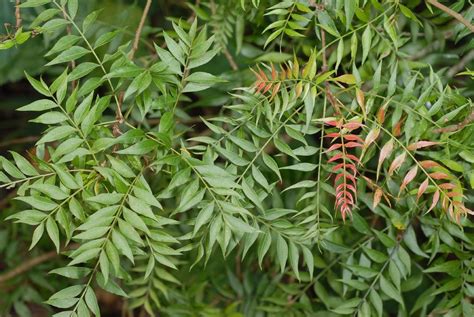 Huge selection of chinese herbs, herbal formulas and teas. Tree Identification: Pistacia chinensis - Chinese Pistache