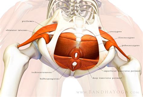 Both injury and overuse can cause pain in the outer hip area. Pelvic floor Archives - Capable Body