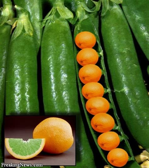 Imagine an onion that doesn't make you cry, or a tomato with extra vitamin c. Nonsensible Shoes: Conservative musings on genetically ...