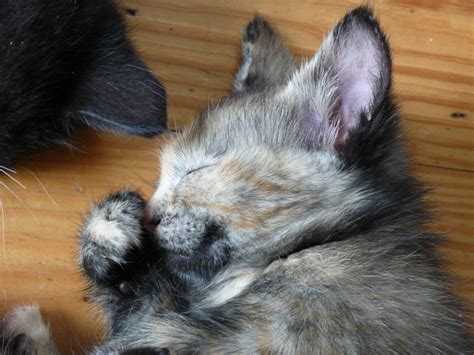 Filesleeping Kitten Wikimedia Commons