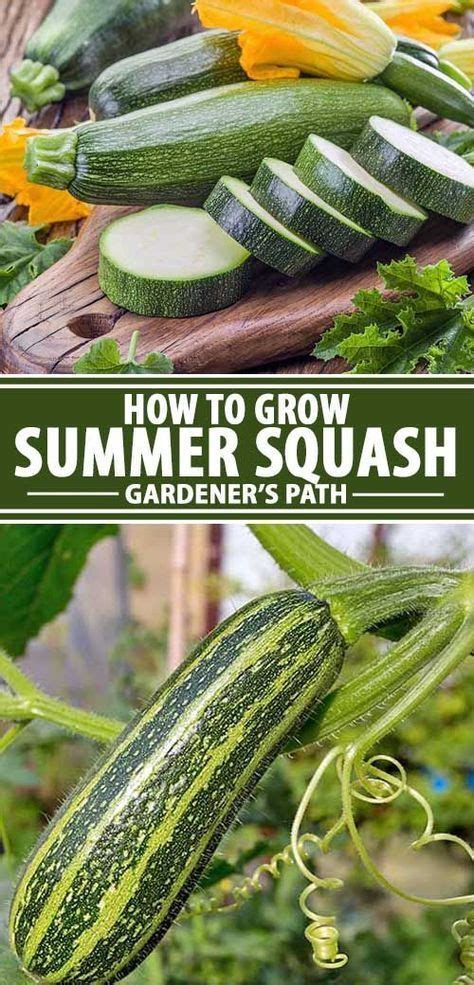 Guide To Growing Summer Squash Growing Vegetables Organic Gardening