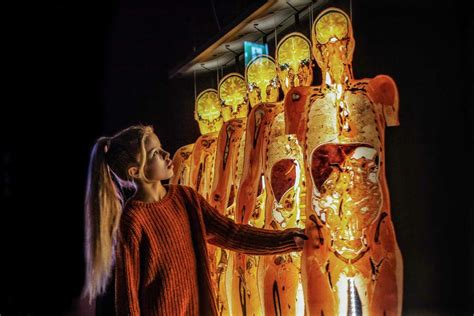 More Than 100 Bodies On Display As Body Worlds Returns To Hmns