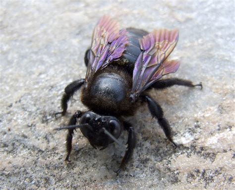 Carpenter Bee Facts And Control Wasp Control Services