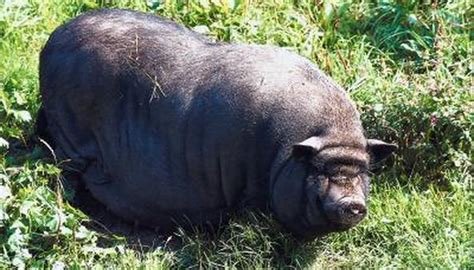 Which of the following statements concerning mona's elemental burst, stellaris phantasm, is wrong? Signs a Potbelly Pig Is Ready to Have Babies | Animals ...