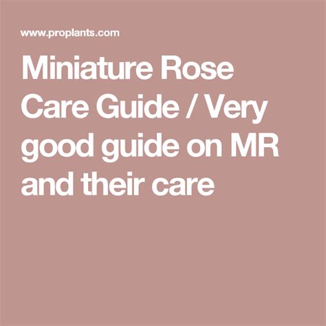 Miniature Rose Care Guide Very Good Guide On Mr And