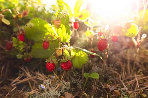 Wild Strawberry Dilemma: Safe to Eat or Best to Avoid? - Smart Garden