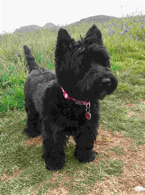 West Highland Terrier Black For Sale In Uk 61 Used West Highland