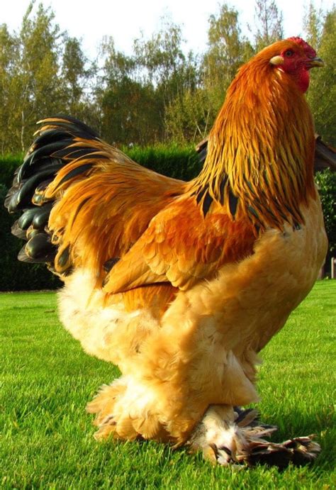 The Brahma Chicken All About The Gentle Giant Cluckin
