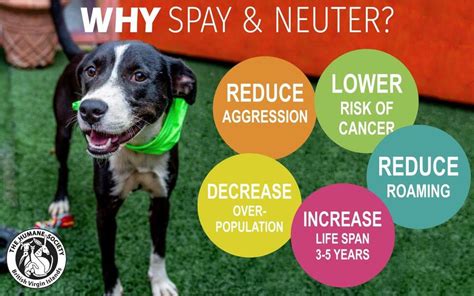 Does Neutering Dogs Stop Aggression