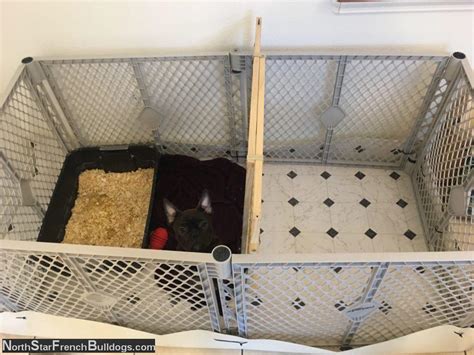 If you provide your french bulldog puppy with a crate that is way too large then it may allow him to relieve himself in one end and sleep in the other which isn't good! How to Potty Train a French Bulldog Puppy - North Star ...