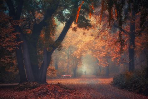 1700x1063 Nature Landscape Park Trees Fall Mist Morning Walking Bench