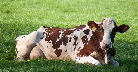 Tarissement De La Vache Laitière Cest Quoi Définition Ouille