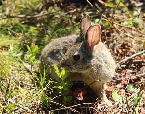 New England Vs Eastern Cottontail Eastern Cottontail Rabbit Facts