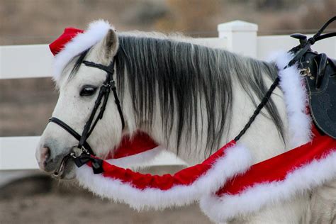 Velvet And Marabou Trim Christmas Breastplate For Horse Or Pony Custom