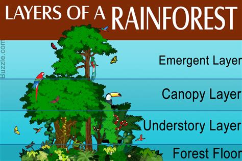 Marvelous And Informative Facts About The Rainforest For Kids Science