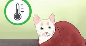 The cat passed quietly, and she felt great connection with him. How to Know if Your Cat Is Dying: 15 Steps (with Pictures)