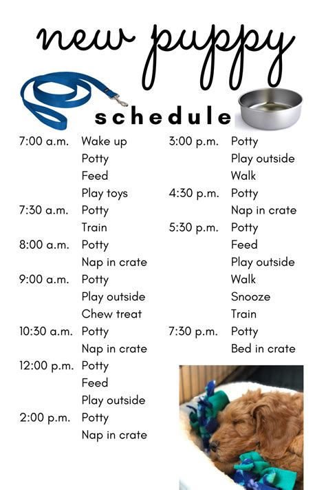 As seen in the chart, there is a strict schedule of puppy vaccination, which you should follow. New Puppy Schedule in 2020 | Puppy schedule, New puppy ...