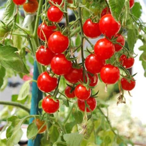 Rotondino Tomaten Samen Bestellen Chili Shop24de