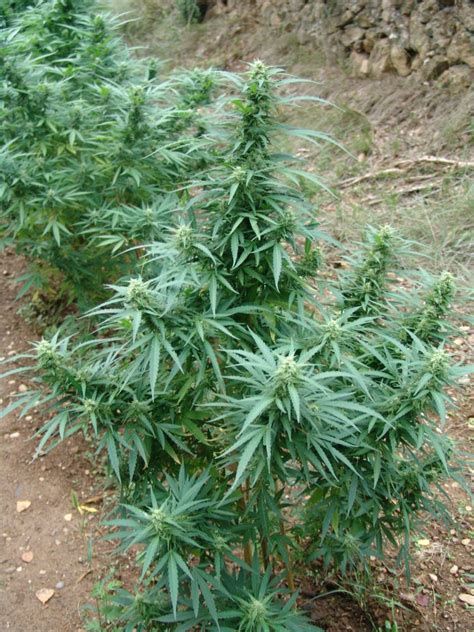 1.1 ¿cuántas plantas puedo tener en casa de manera legal? Growing marijuana in the ground- Alchimiaweb
