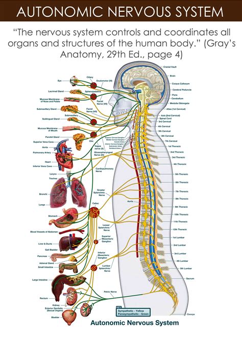 Anatomy Charts Posters The Autonomic Nervous System Anatomical Chart