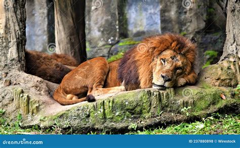 Majestic Male Lion Laying To Rest In A Forest Stock Photo Image Of