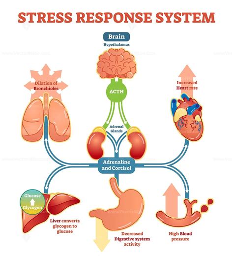 Stress Response System Vector Illustration Diagram Vectormine