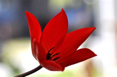 Fotos Gratis Fotografía Hoja Pétalo Florecer Tulipán Rojo Flora