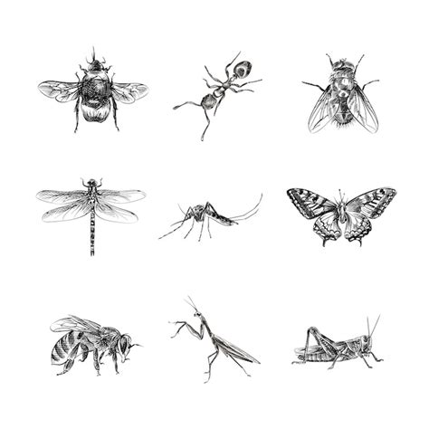 Premium Vector Insects Hand Drawn Sketch Illustration