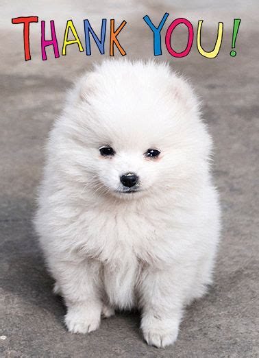 Funny Thank You Card Dog Puppy Thanks Thank You Cute Im Furever
