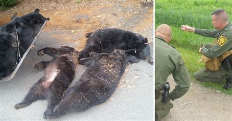 Officials Discover Cause Of Death For 4 Bears Found Near Church