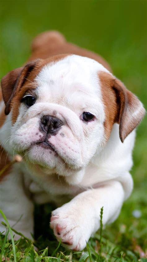 Cute English Bulldog Puppies iPhone Wallpaper | Bulldog puppies, Cute bulldog puppies, Bulldog ...