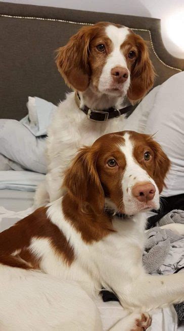 14 Fascinating Facts About The Brittany Dog Petpress