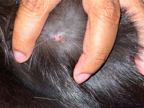 Help Scab On Cats Tail Cat Forum