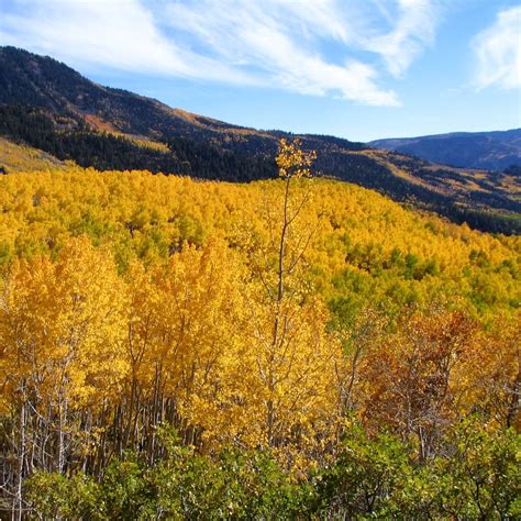 🇺🇸 Aspens In Autumn Fishlake National Forest Utah By Mark Muir 🍂