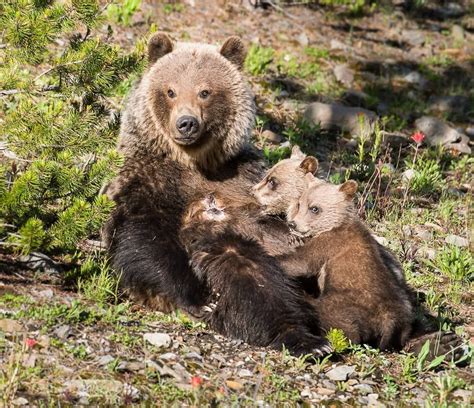 Familia De Osos Wild Nature Brown Bear Animals Animales Animaux