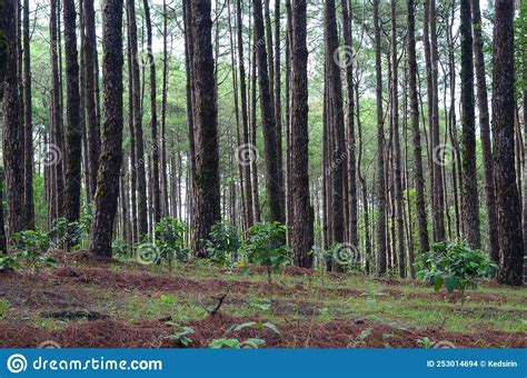 Pine Tree In Forest At Chiang Mai Thailand Stock Photo Image Of